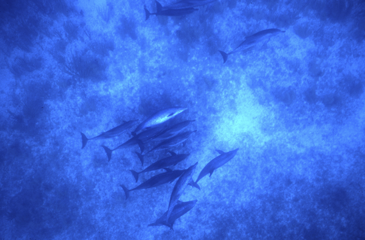 DIVING;underwater;Angelee images;BAHAMAS;group;F261 9A 100
